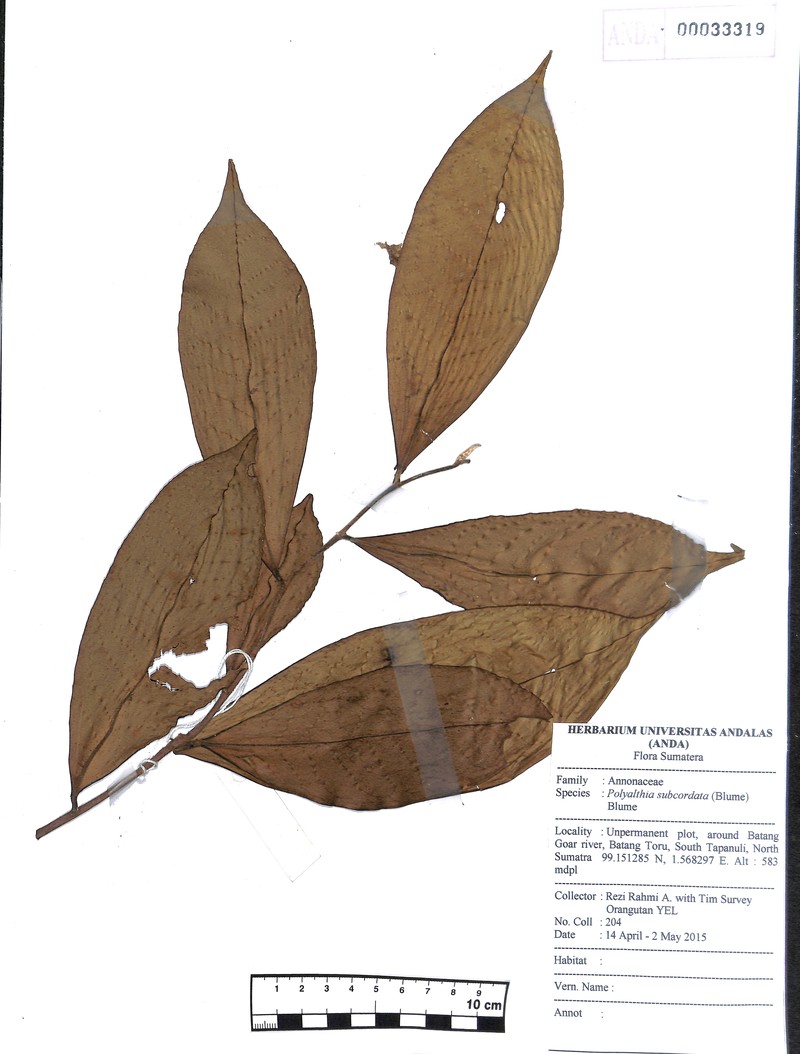Polyalthia subcordata photo 2