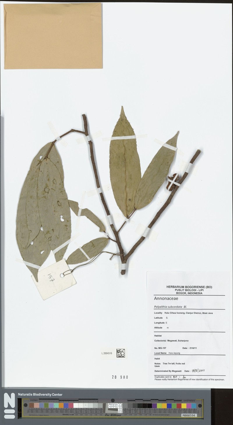 Polyalthia subcordata photo 3