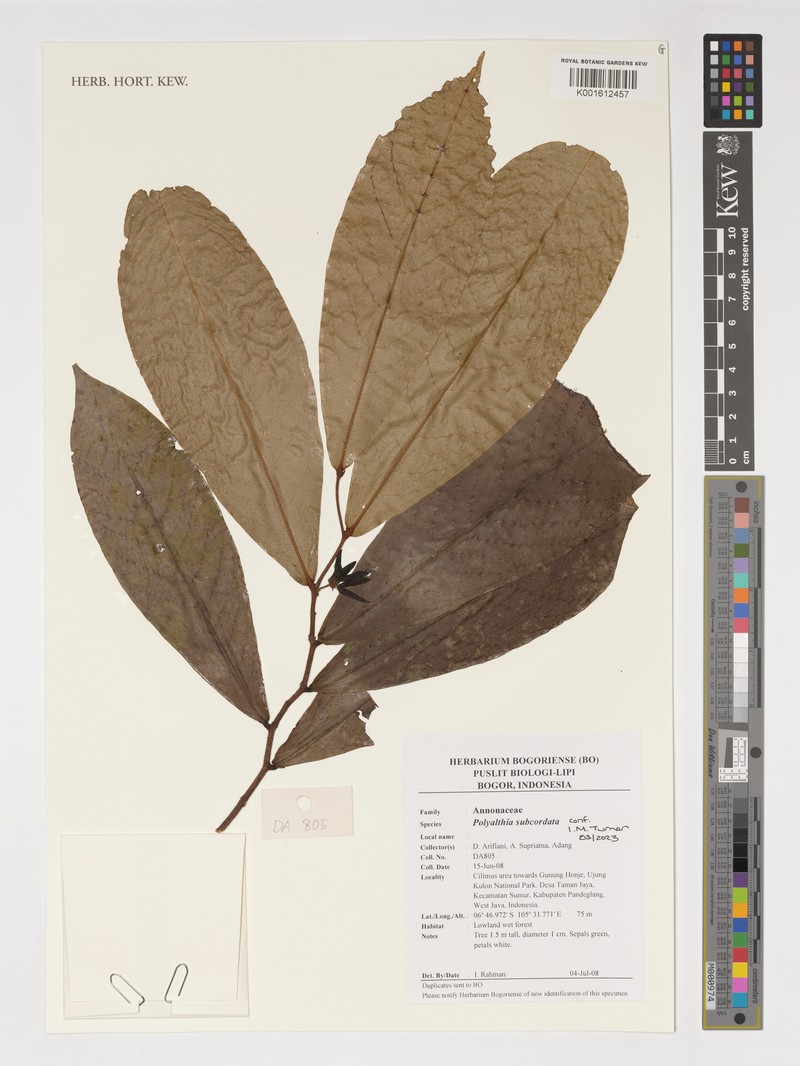 Polyalthia subcordata photo 4
