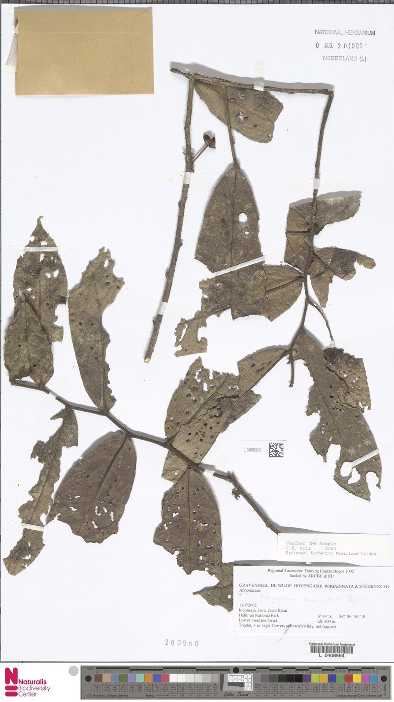 Polyalthia subcordata photo 5