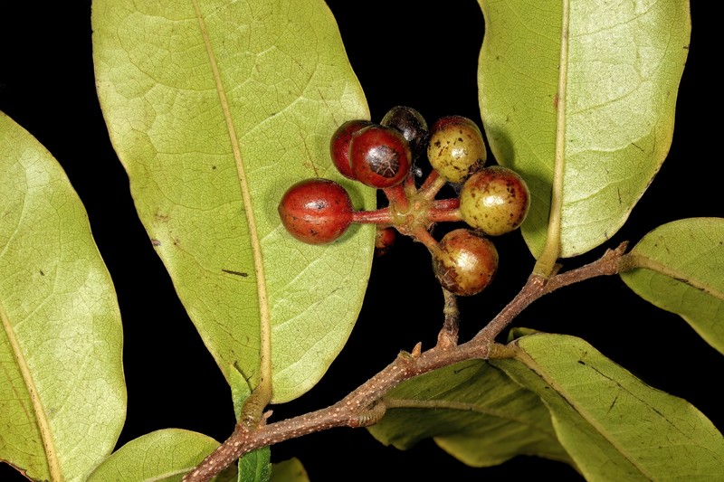 Polyalthia photo 2