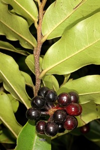 Polyalthia