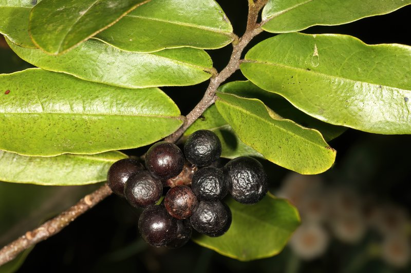 Polyalthia photo 5