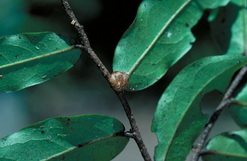 Polyalthia submontana