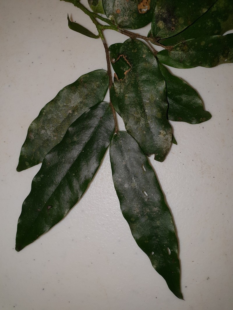 Polyalthia submontana photo 2