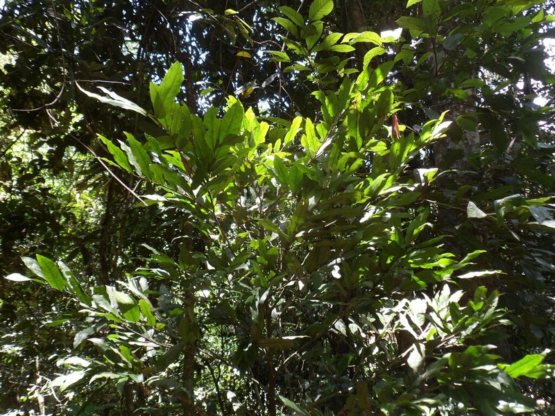 Polyalthia submontana photo 3
