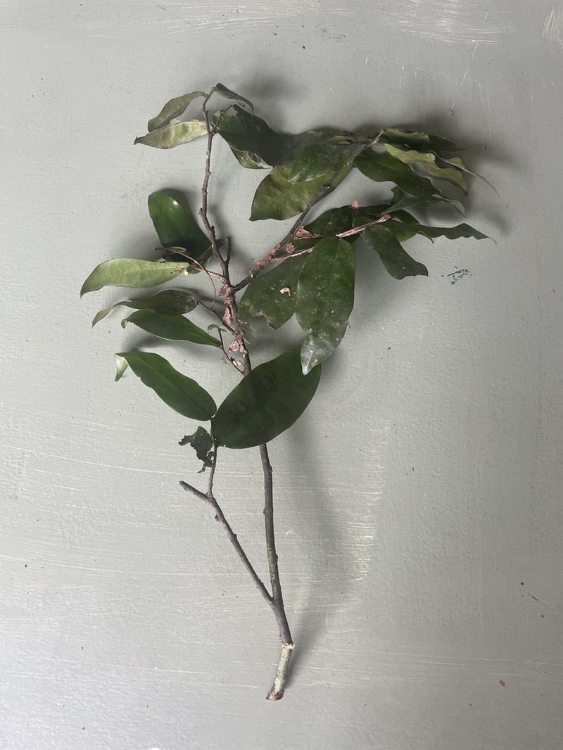 Polyalthia submontana photo 4