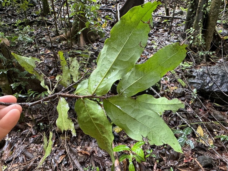 Polyalthia submontana photo 5