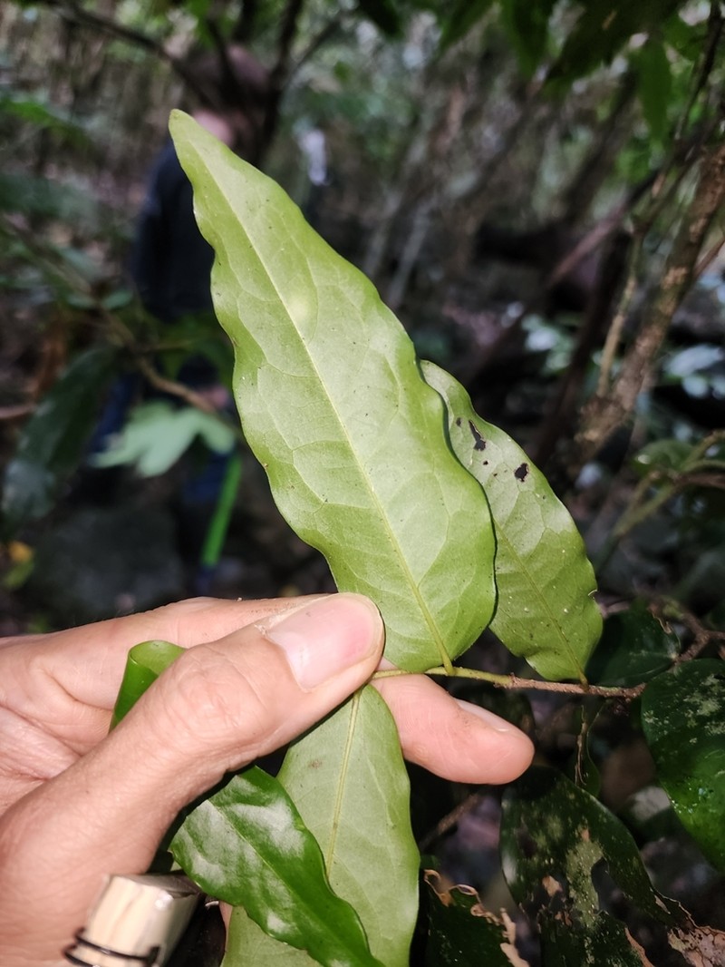 Polyalthia submontana photo 6