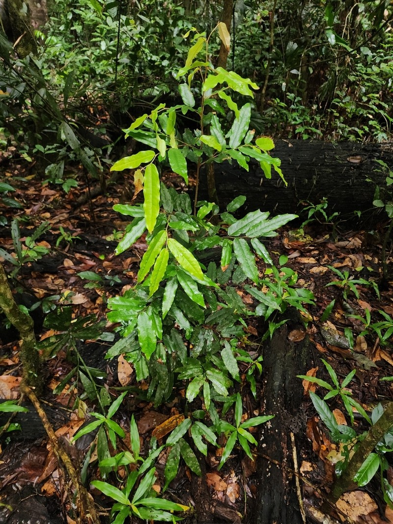 Polyalthia submontana photo 7