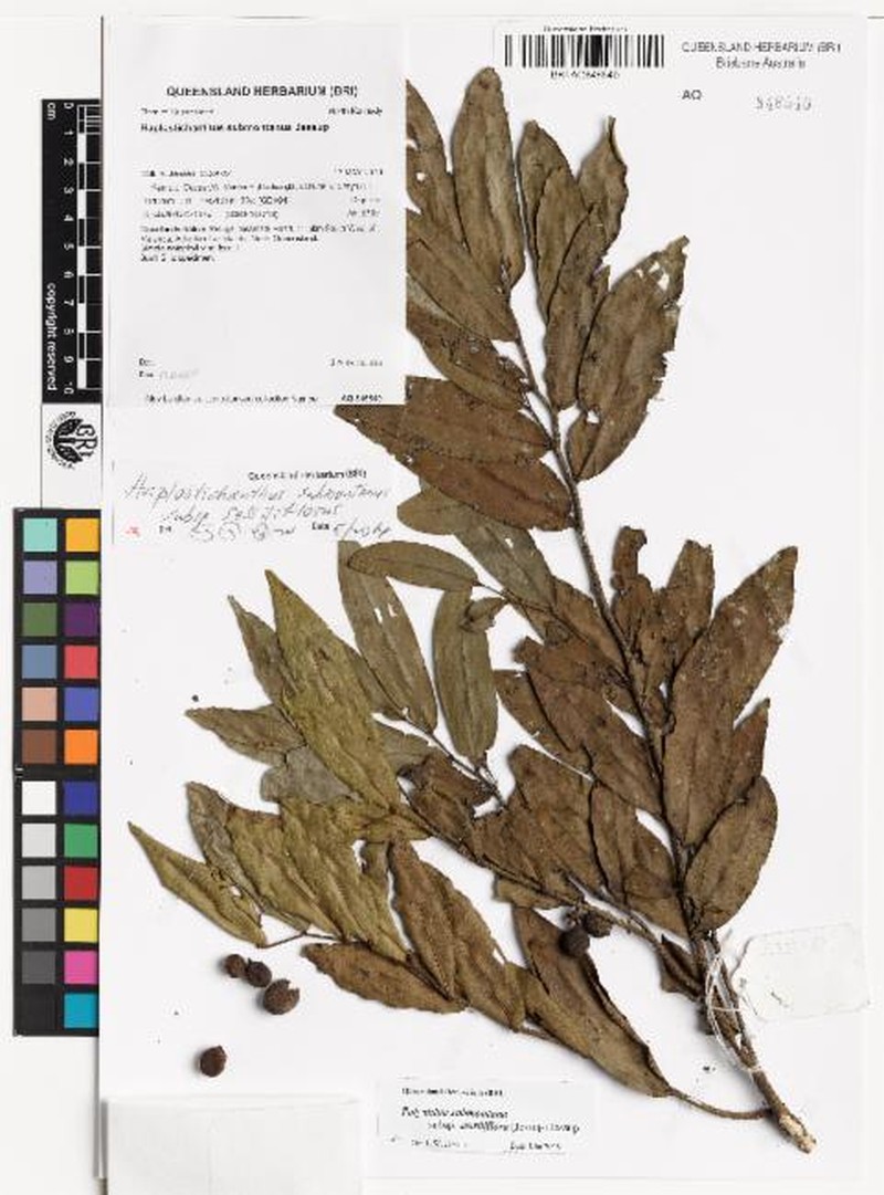 Polyalthia submontana subsp. sessiliflora