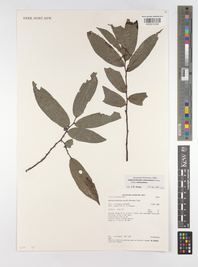 Polyalthia submontana subsp. submontana