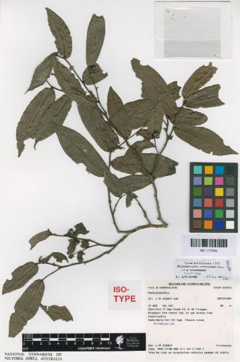 Polyalthia submontana subsp. submontana photo 2
