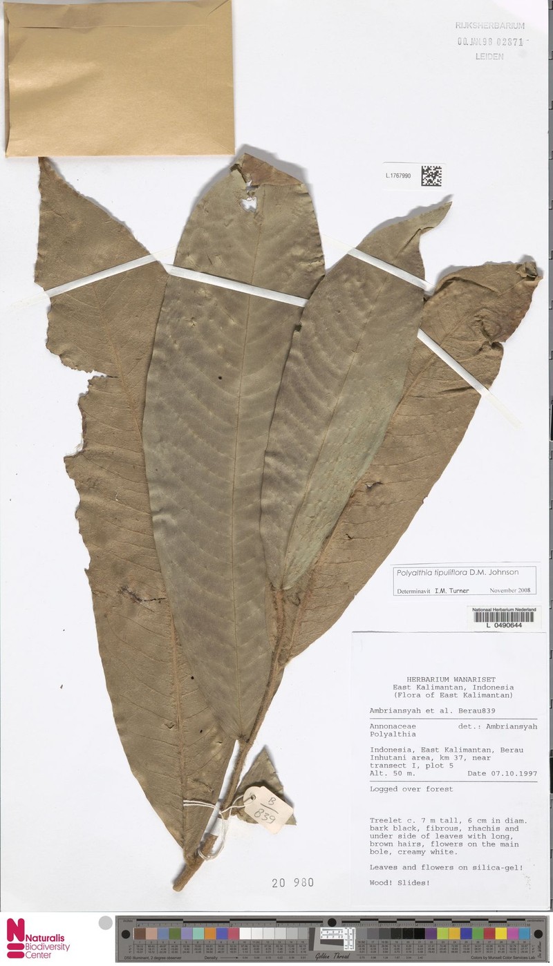 Polyalthia tipuliflora