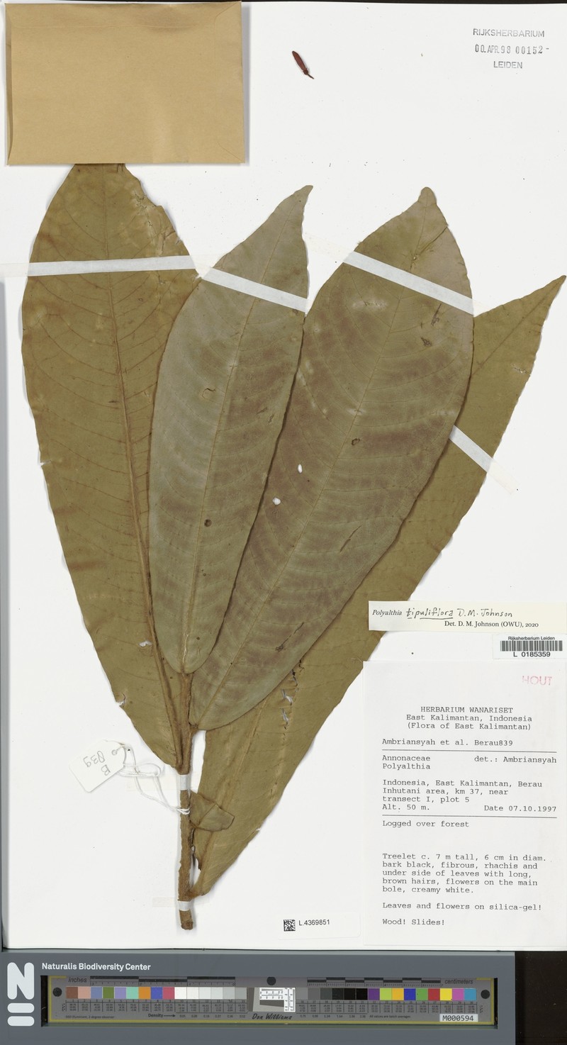 Polyalthia tipuliflora photo 2