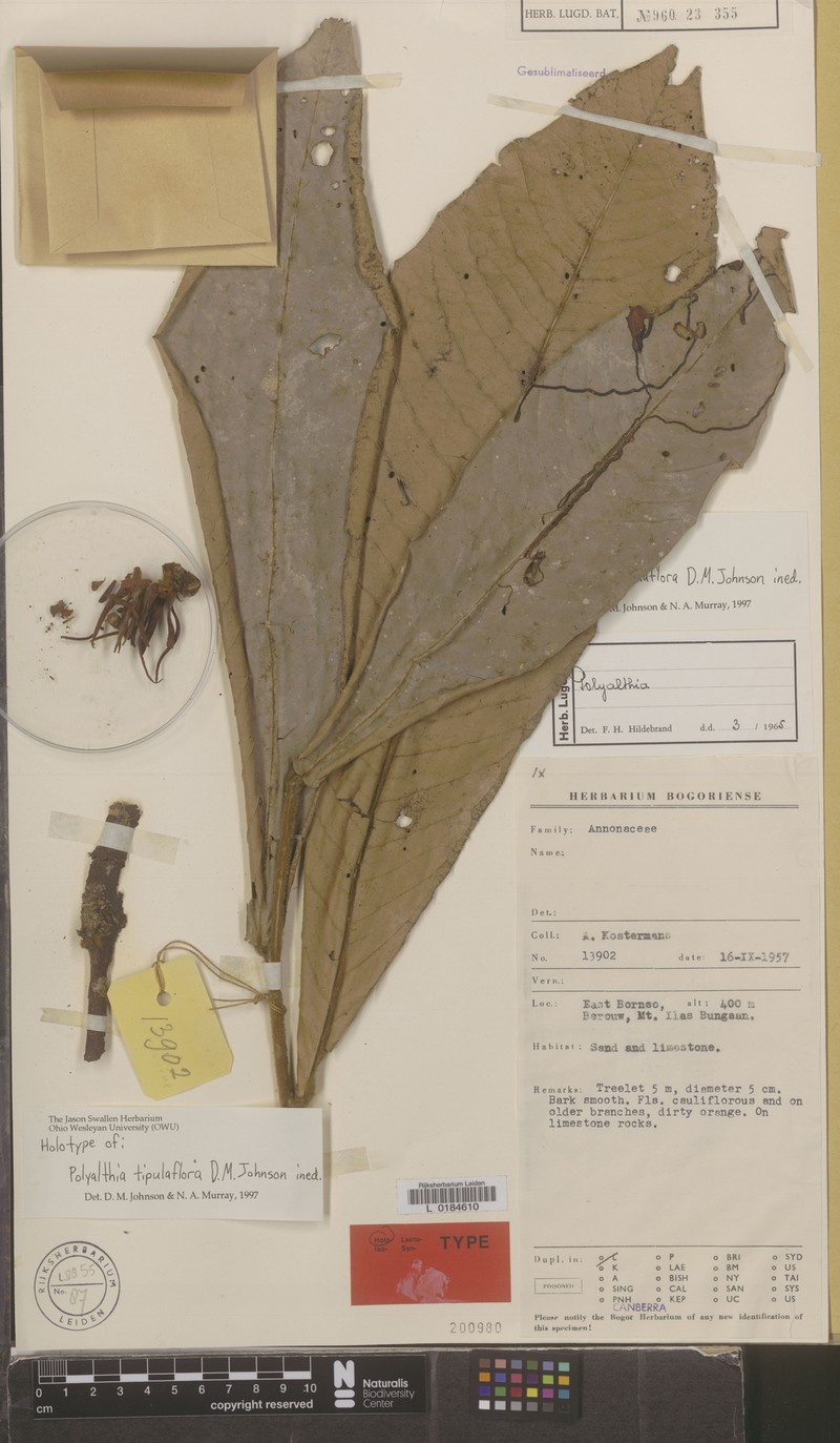Polyalthia tipuliflora photo 3