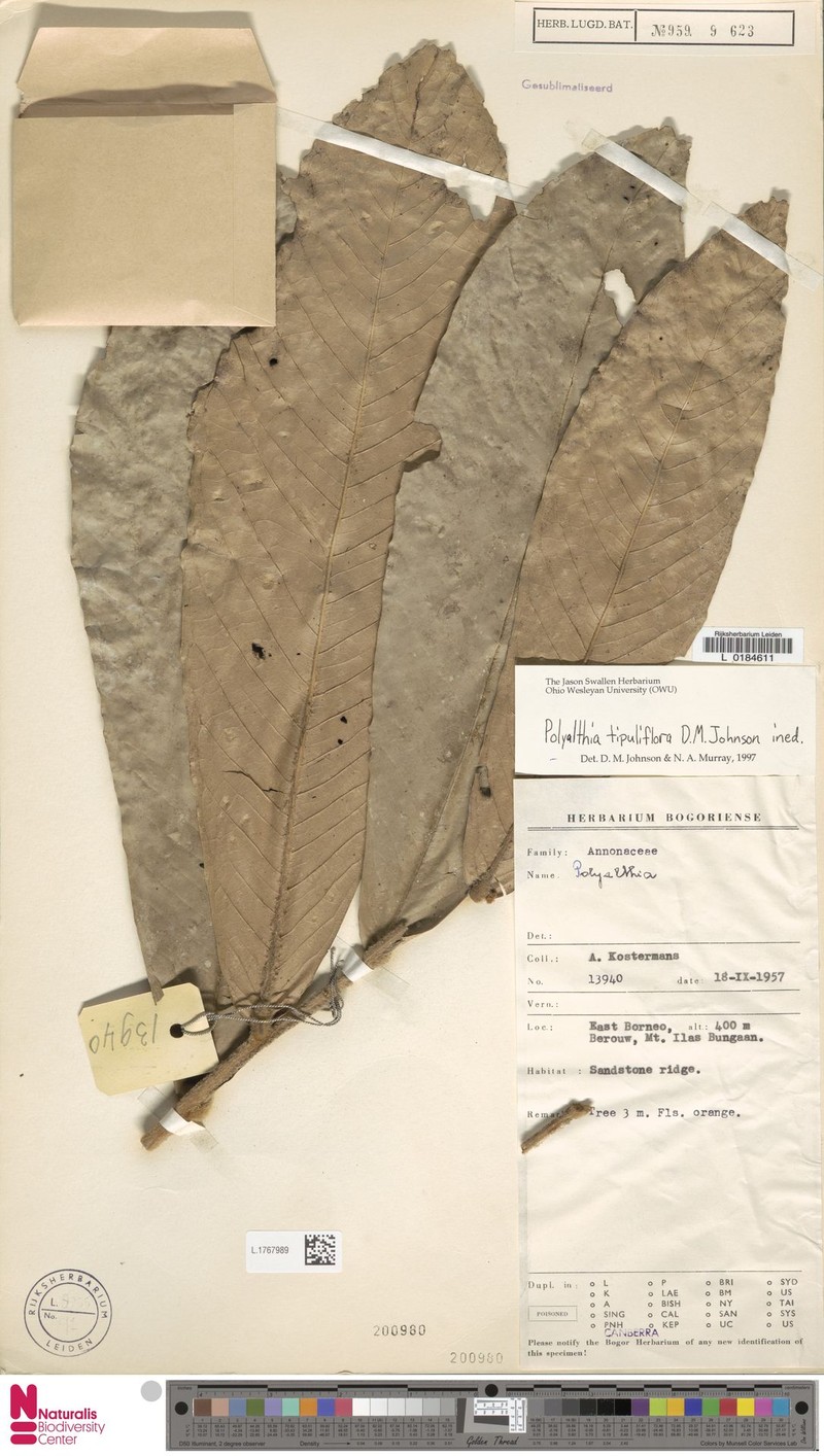 Polyalthia tipuliflora photo 4