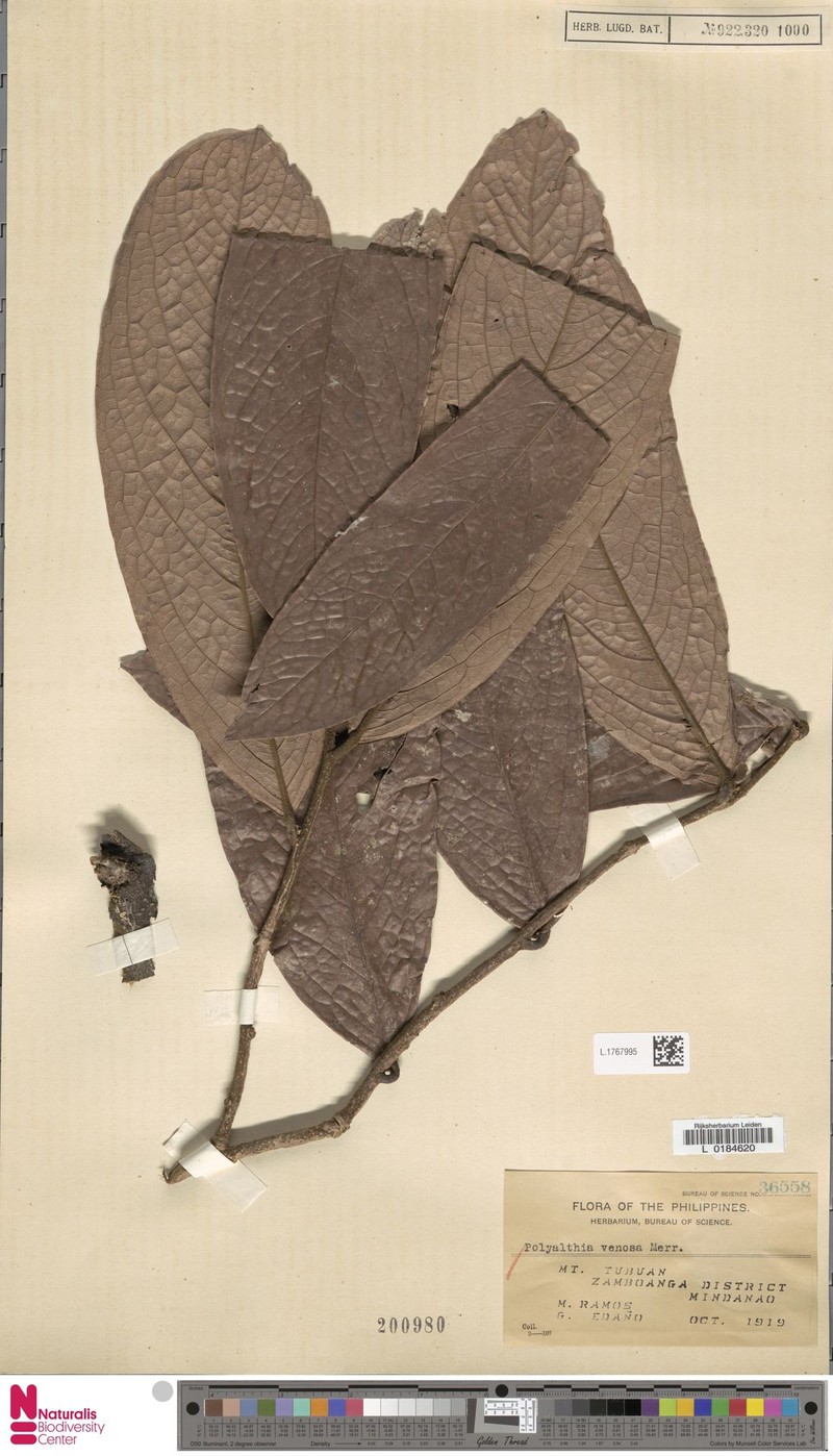 Polyalthia venosa