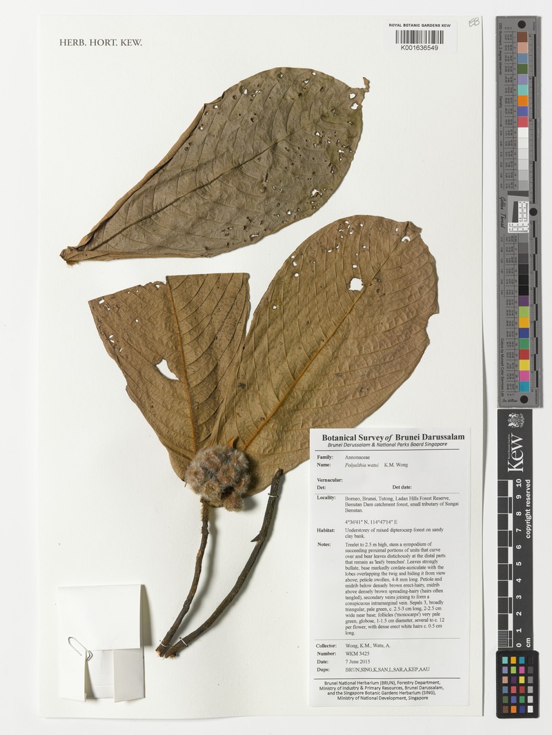 Polyalthia watui