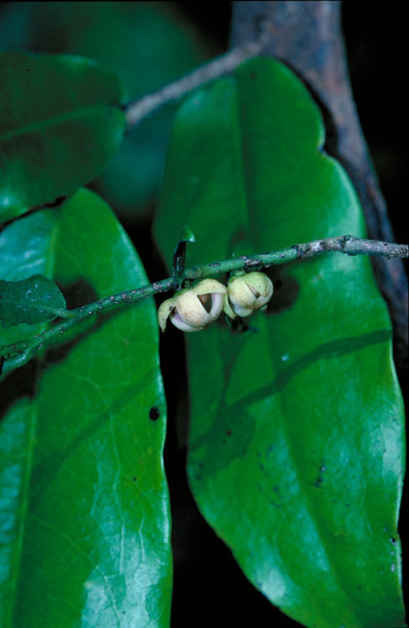 Polyalthia xanthocarpa