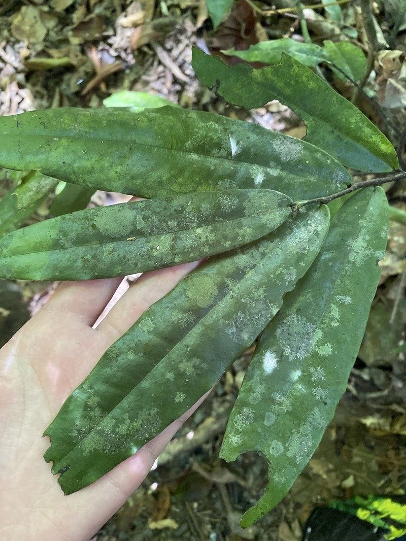 Polyalthia xanthocarpa photo 2
