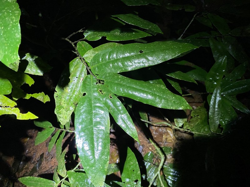 Polyalthia xanthocarpa photo 3