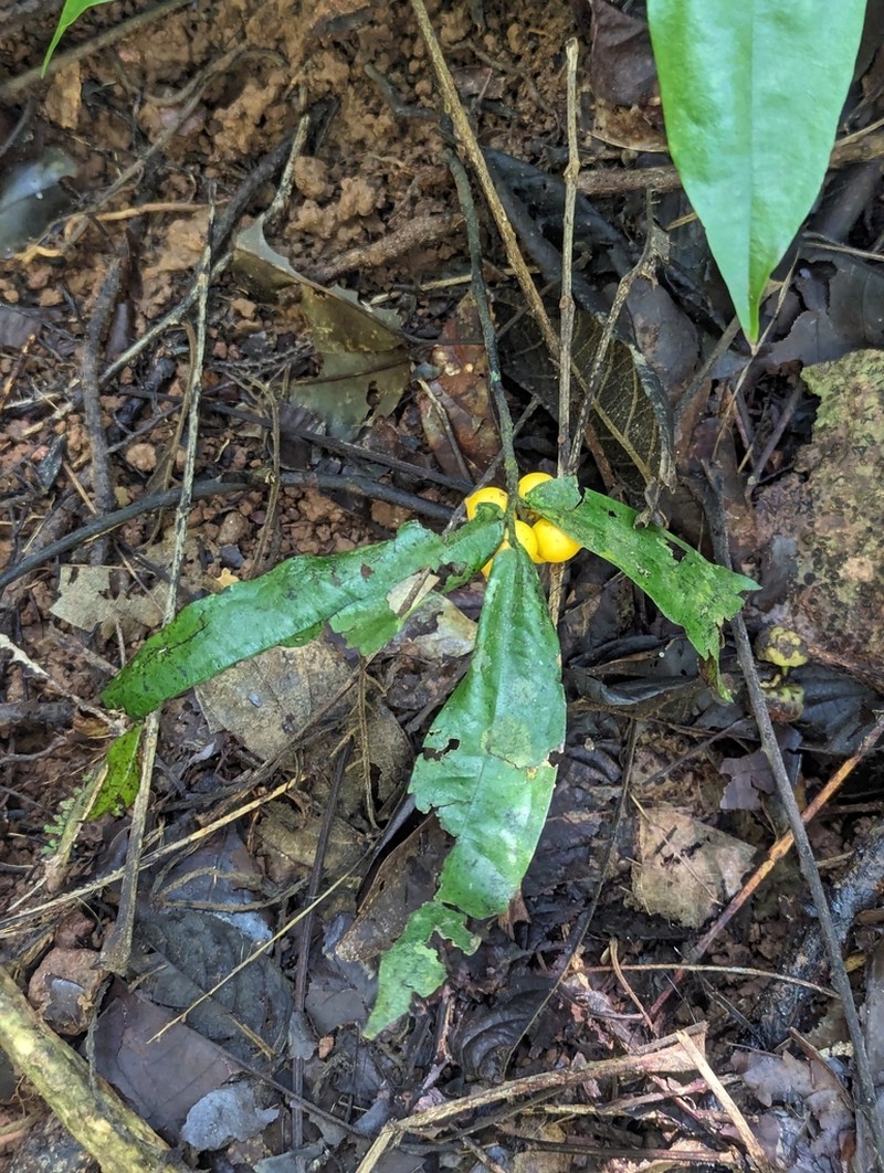 Polyalthia xanthocarpa photo 4