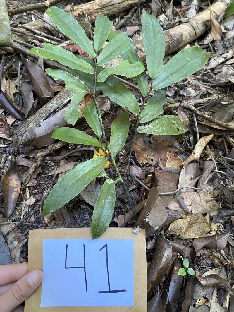 Polyalthia xanthocarpa photo 5