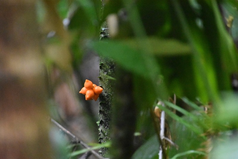 Polyalthia xanthocarpa photo 6