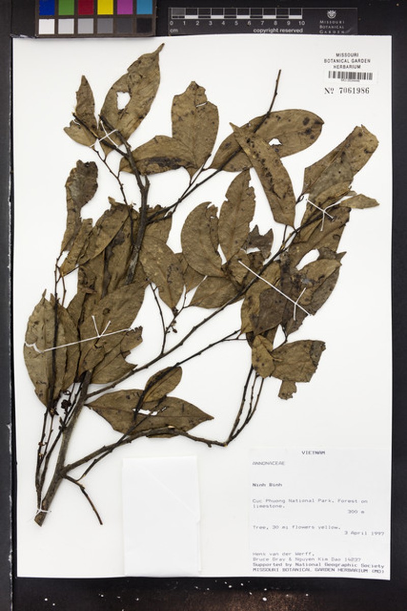 Polyalthiopsis floribunda photo 2