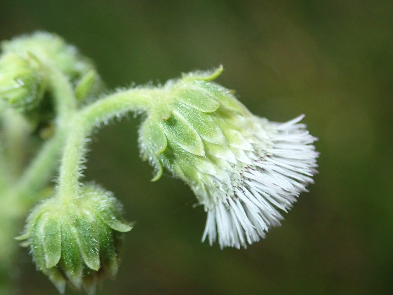 Polyanthina nemorosa