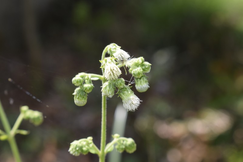 Polyanthina nemorosa photo 2