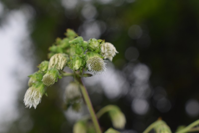 Polyanthina nemorosa photo 3