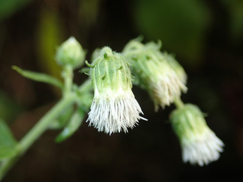 Polyanthina nemorosa photo 4