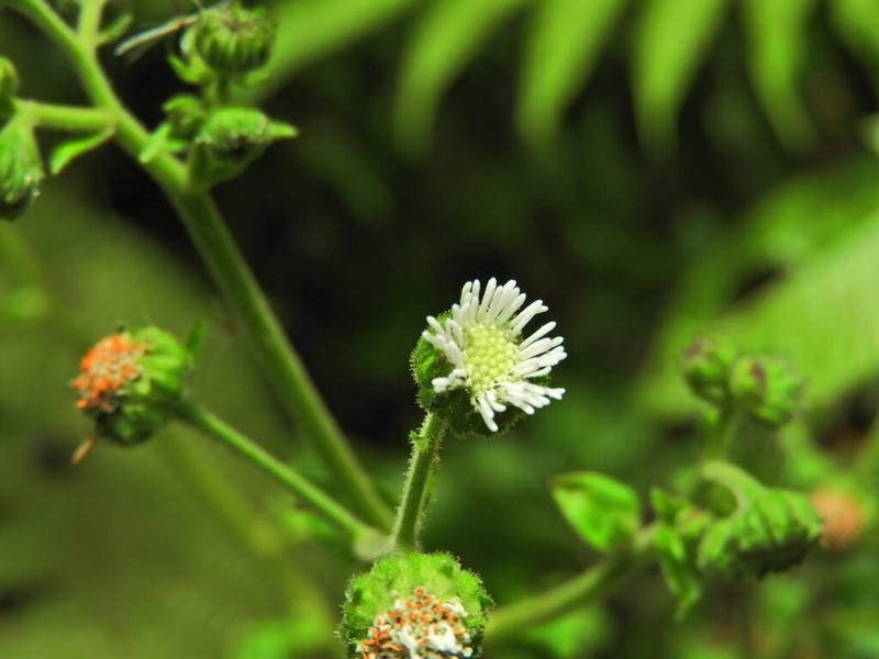 Polyanthina nemorosa photo 5