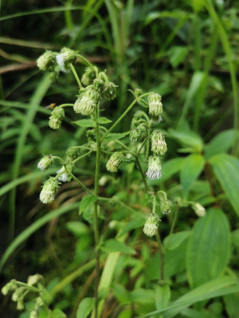 Polyanthina nemorosa photo 6