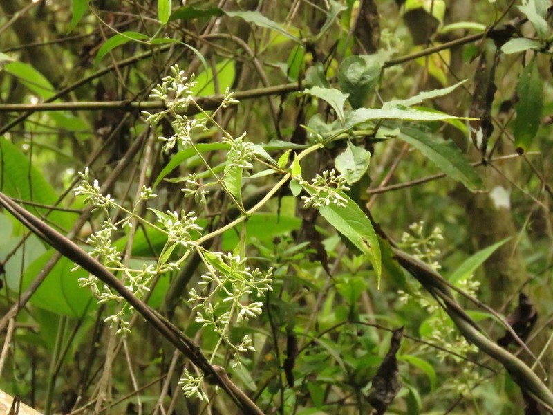 Polyanthina nemorosa photo 8