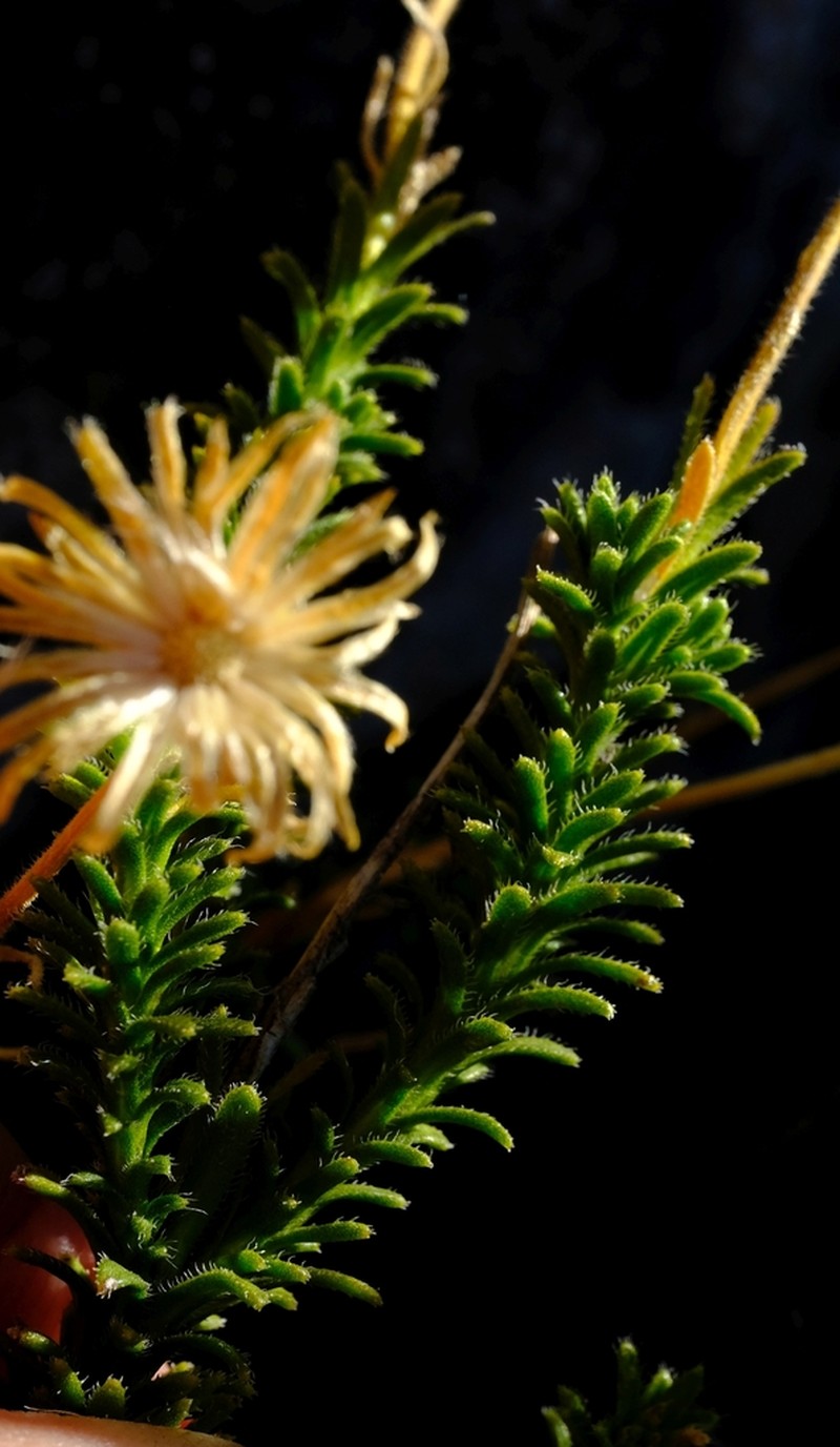 Polyarrhena imbricata photo 2