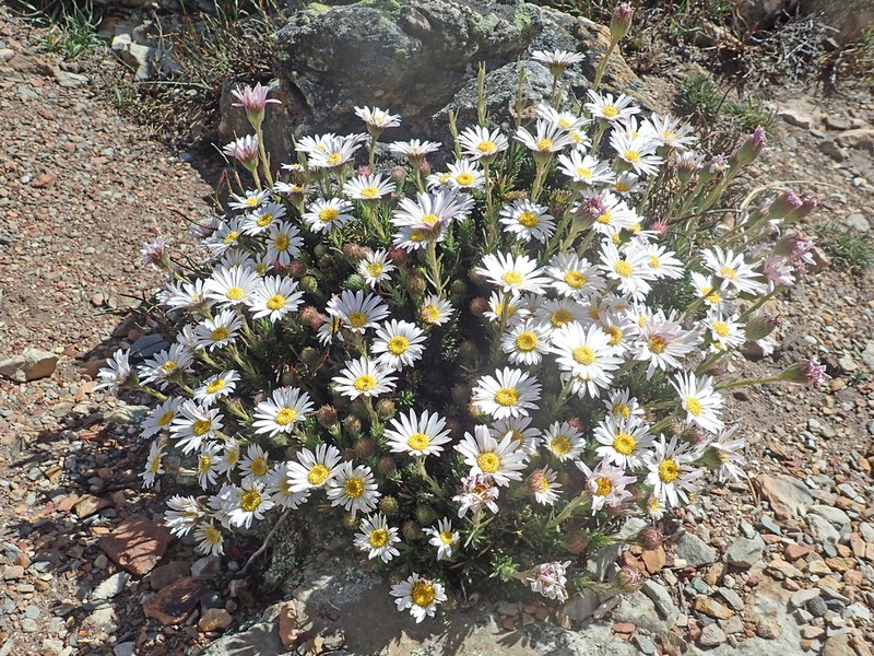 Polyarrhena imbricata photo 3