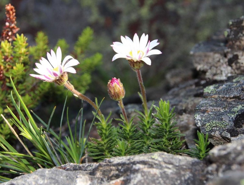 Polyarrhena imbricata photo 4