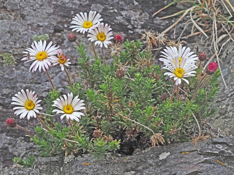 Polyarrhena imbricata photo 7