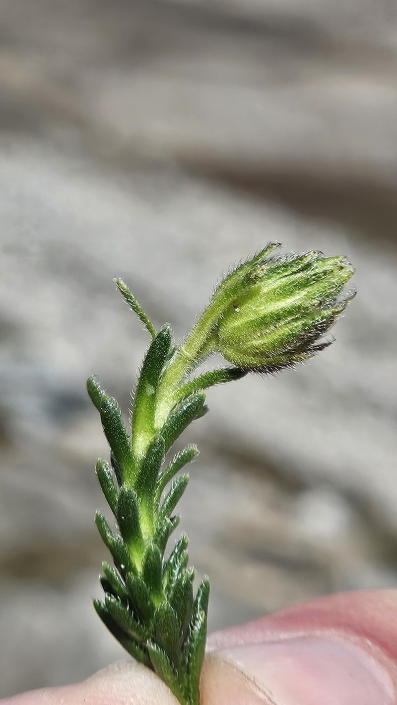 Polyarrhena imbricata photo 8