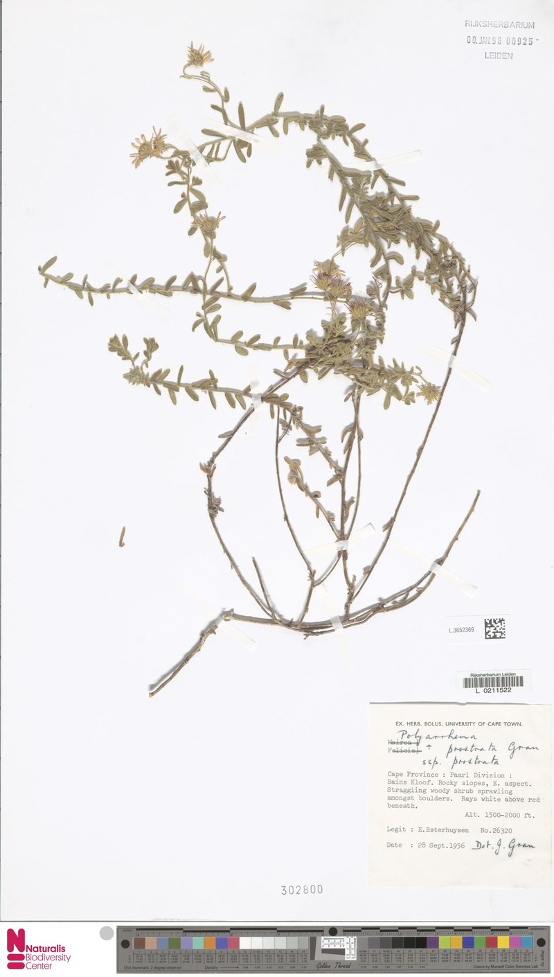 Polyarrhena prostrata photo 2