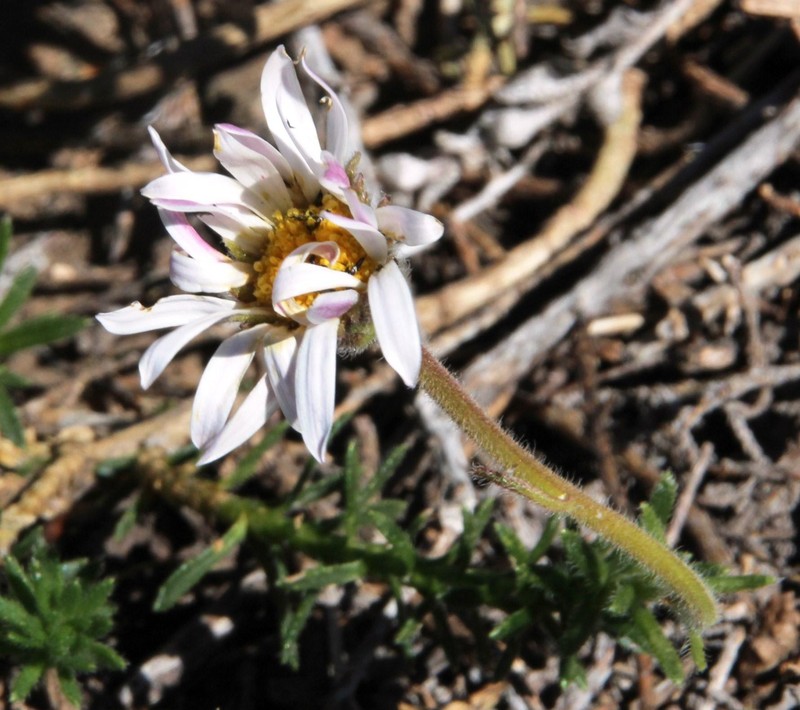 Polyarrhena prostrata