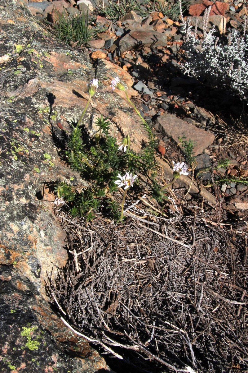 Polyarrhena prostrata photo 3