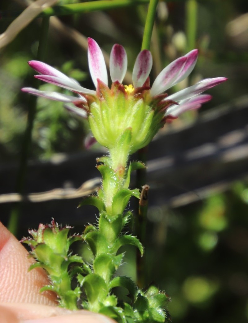 Polyarrhena reflexa
