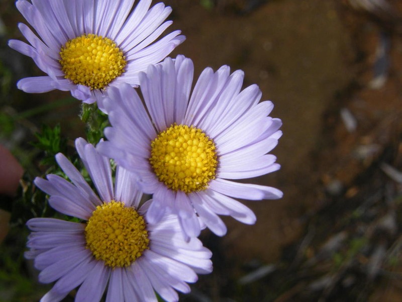 Polyarrhena reflexa photo 2
