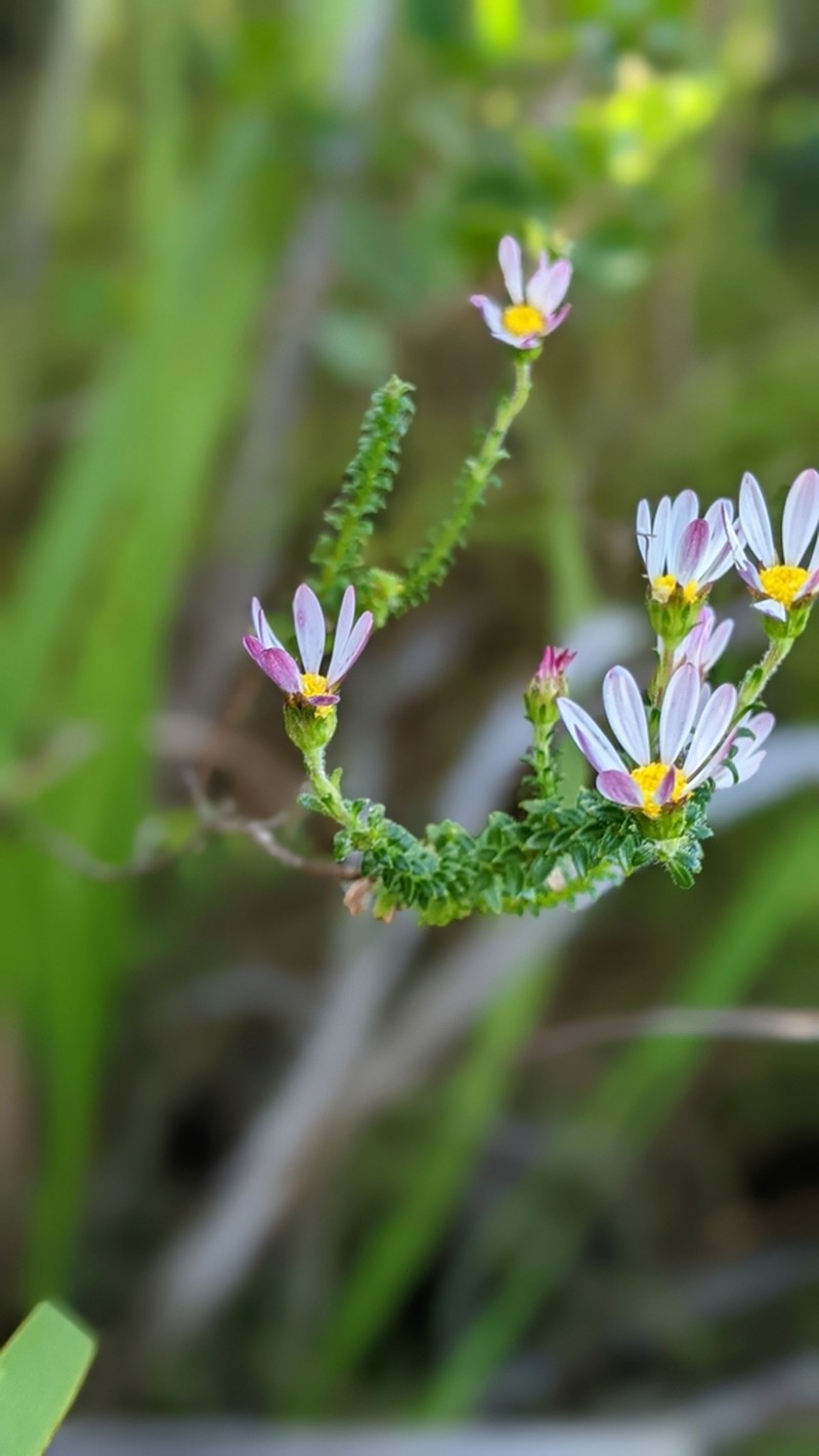 Polyarrhena reflexa photo 4