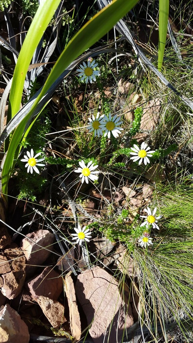 Polyarrhena reflexa photo 5