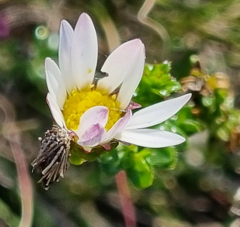 Polyarrhena reflexa photo 6